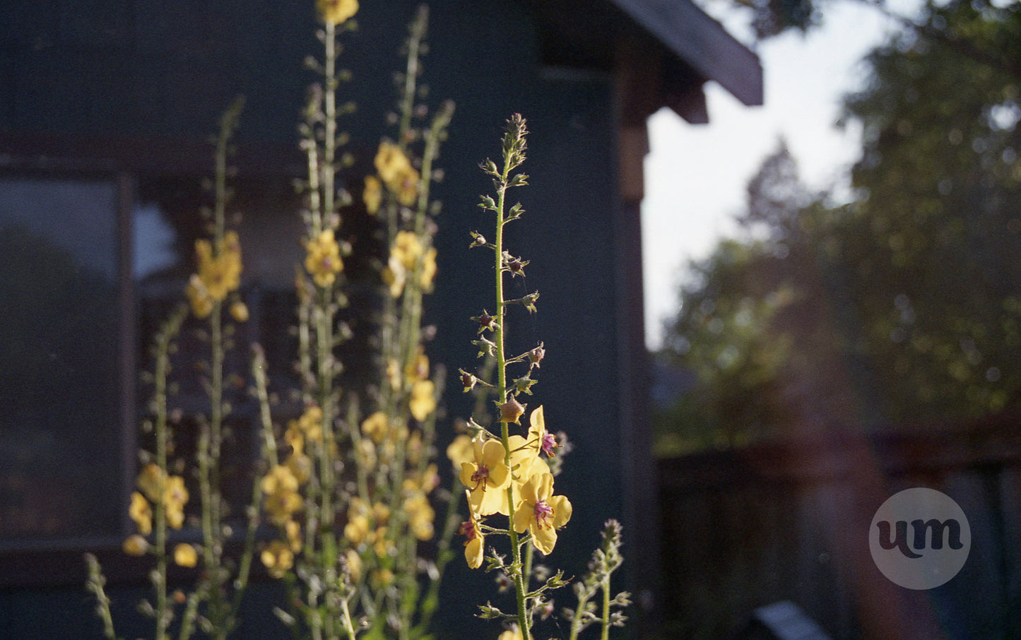 The Flowers are Waking Up