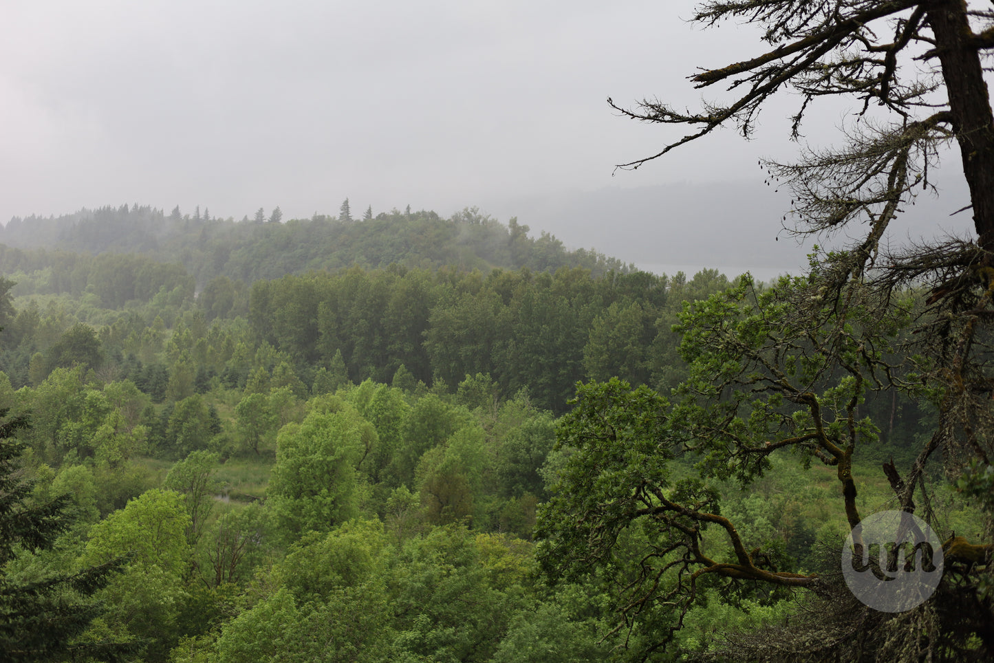 Rolling Hills of Trees