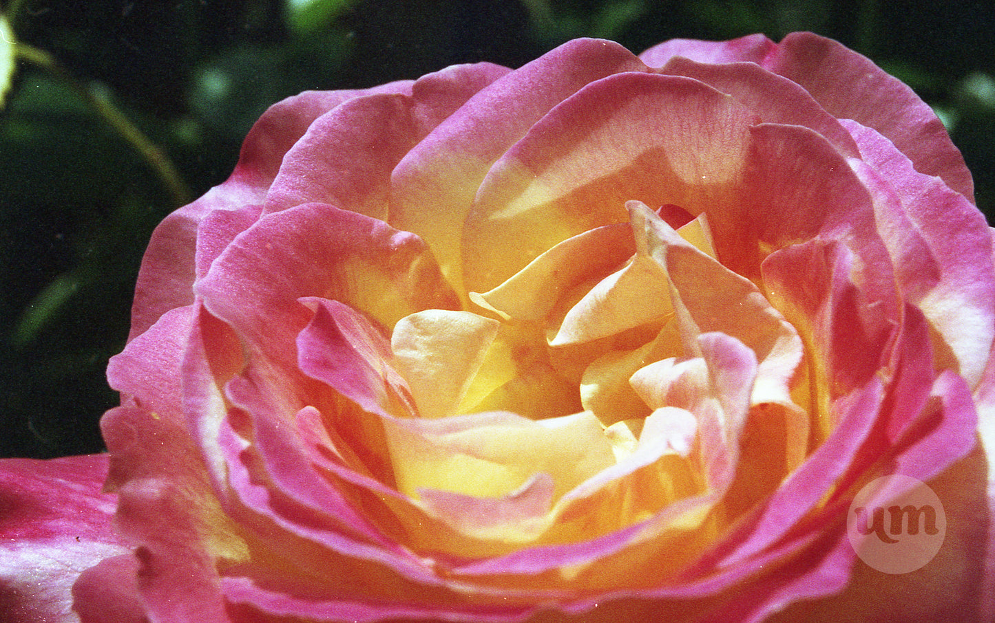 The Velvet Treasure of a Rose