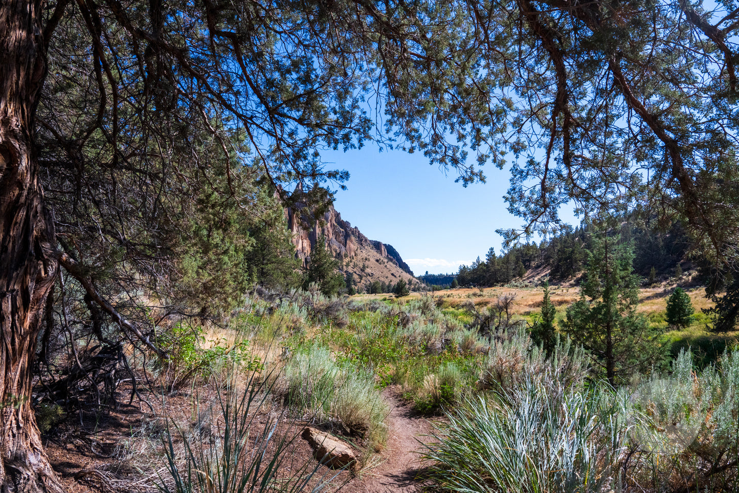 Scenic view of a forested area with trees, bushes, and a clear blue sky.