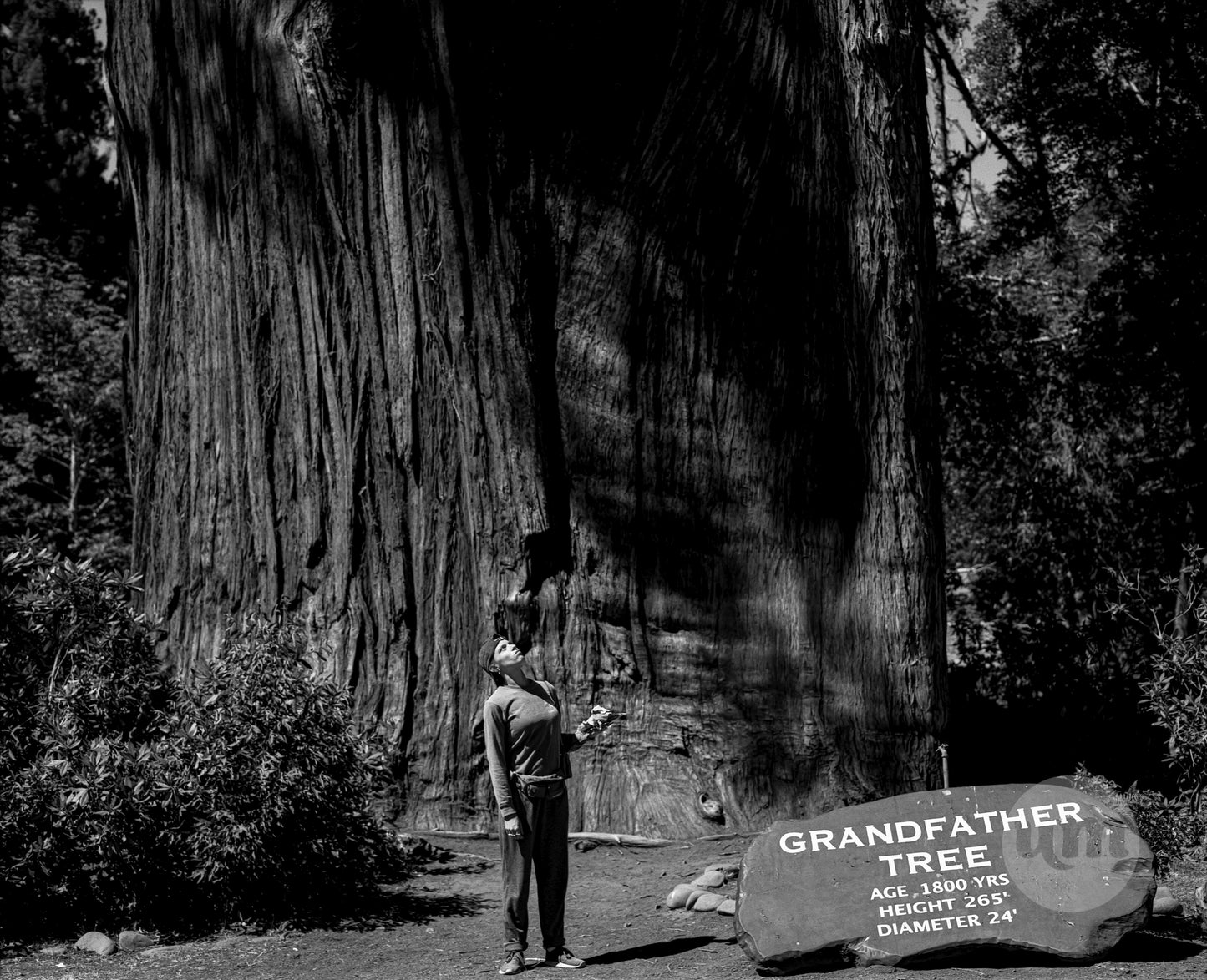 Grandfather Tree
