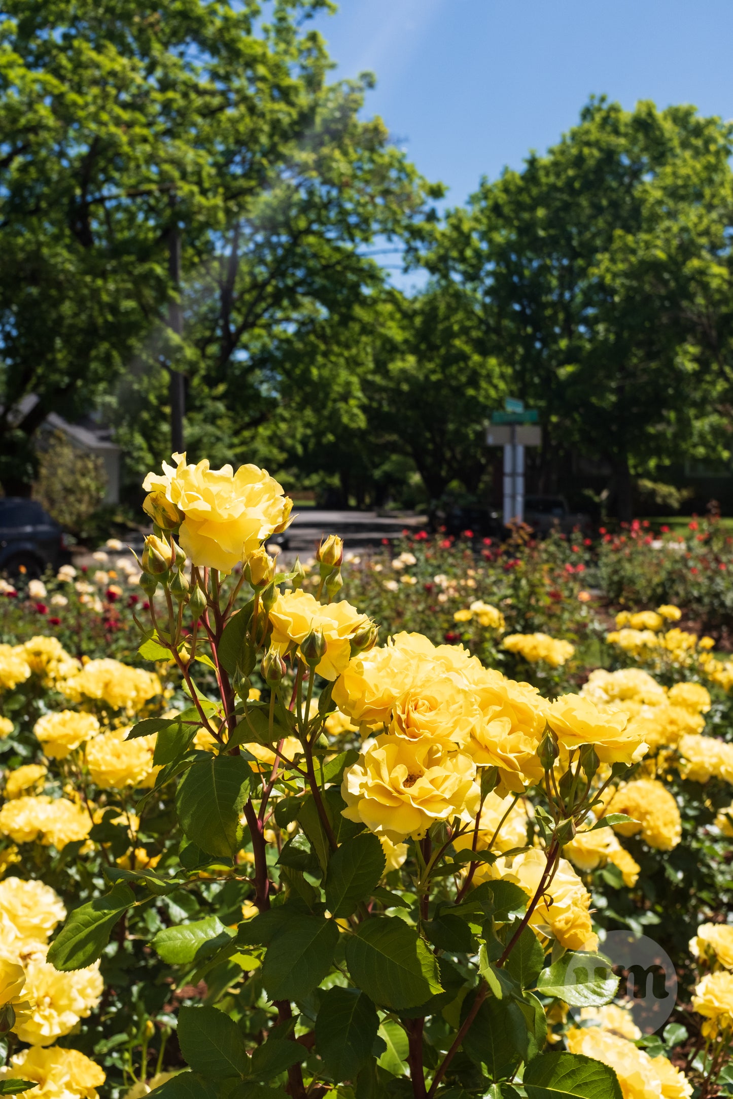 Yellow Roses