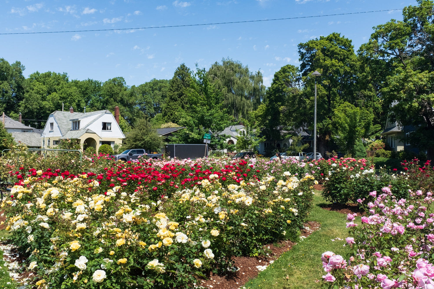 Summer in Portland II (Oregon Flowers, Neighborhoods)