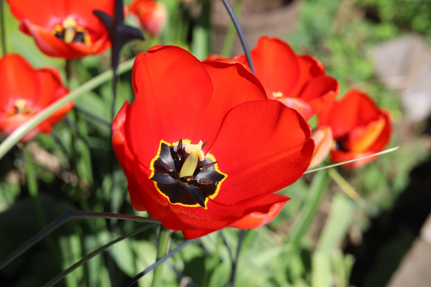 A Season of Ordinary Flowers (Portland Oregon's Vibrant Plant Life)