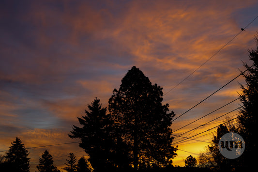 Morning Birdsong Amid the Power Lines