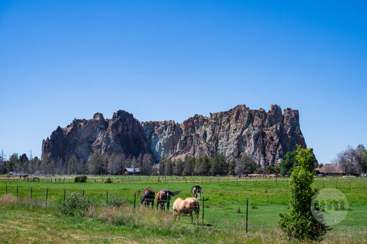 Horses grazing in a field with large rock formations in the background