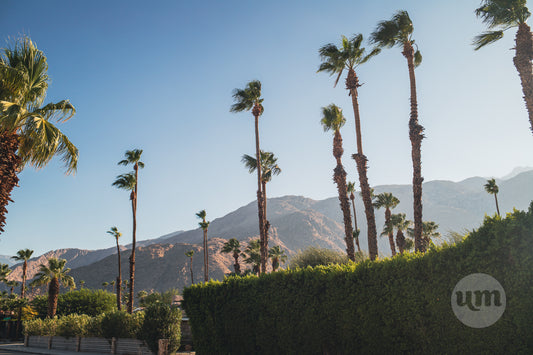 Palm Rhythm