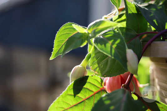 Ready to Open