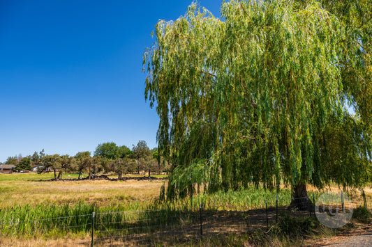 Weeping willow tree in a field with a clear blue sky