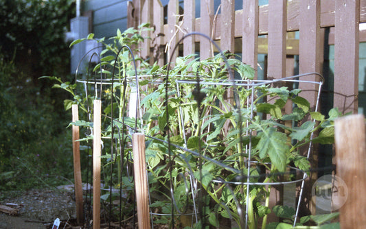 Daylight Breaks Across the Tomatoes