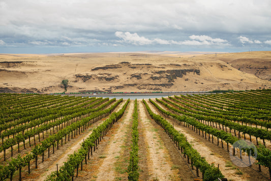 Maryhill Winery