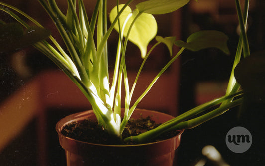 Photosynthesis