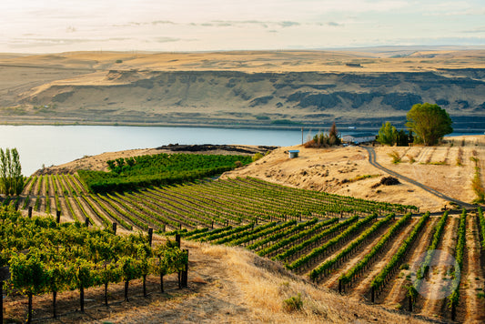 Maryhill Winery II
