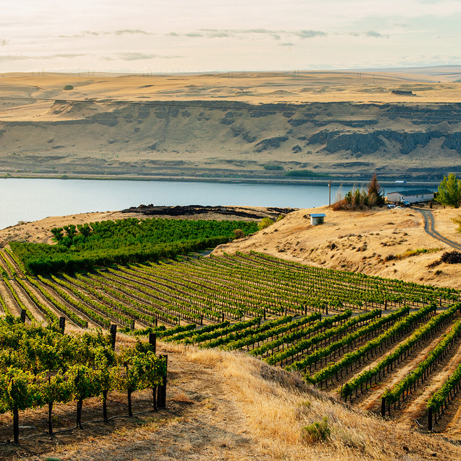 Vineyard with rows of grapevines overlooking a lake and mountains.