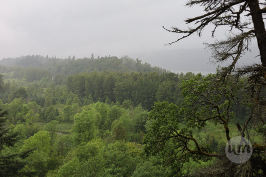 Rolling Hills of Trees