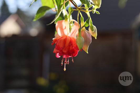 Morning Dancer