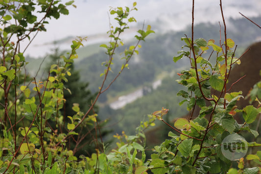 Currants of the Valley
