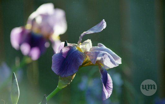 Blue Iris Greets the Sun