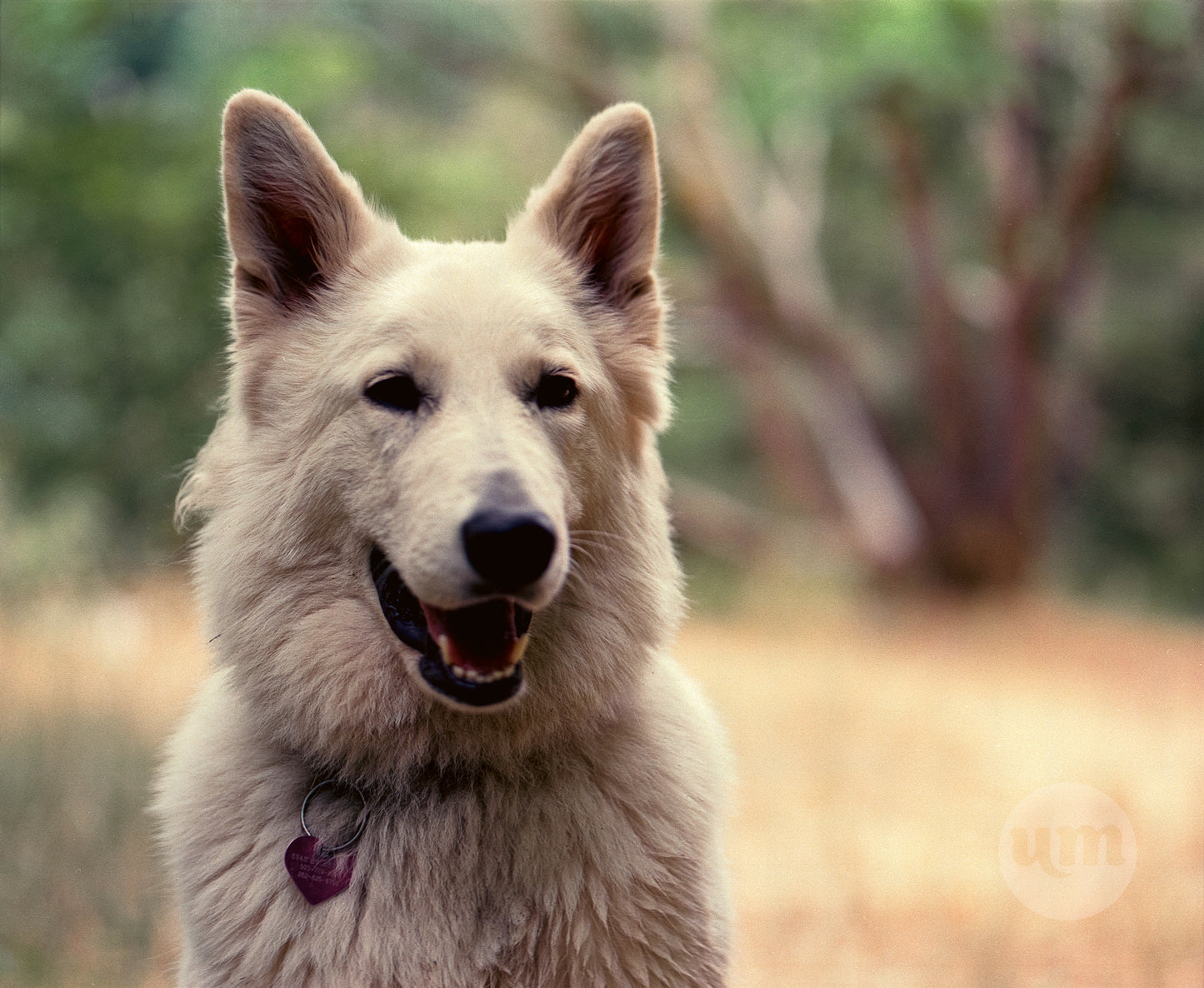 Dogo