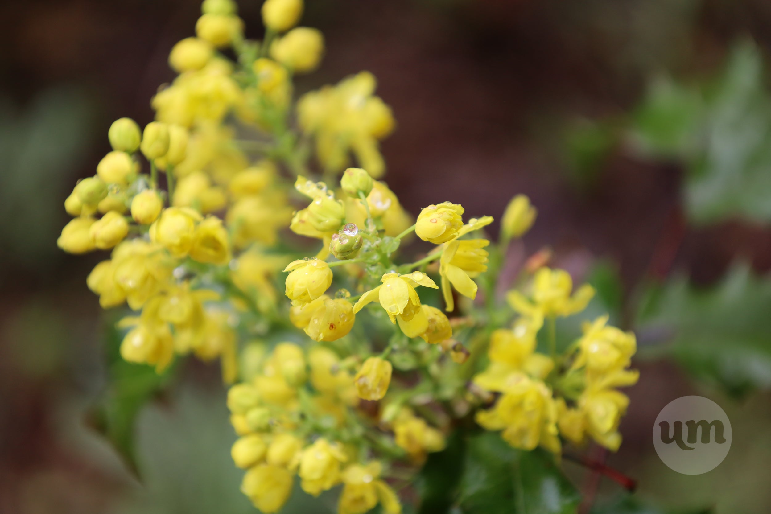 One Perfect Drop - Oregon Plants and Flowers – Ultramarine Photo