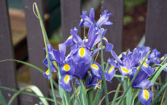 The Irises in My Yard After a Rain