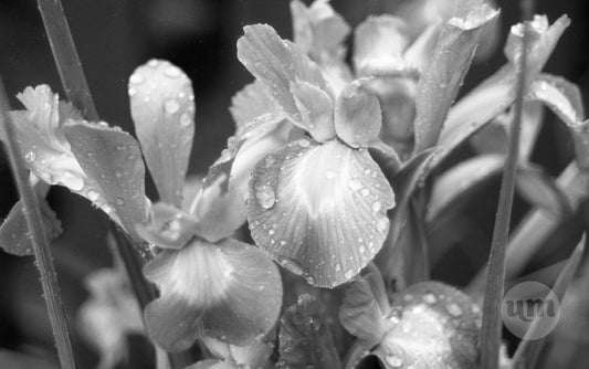 Timeless Rain