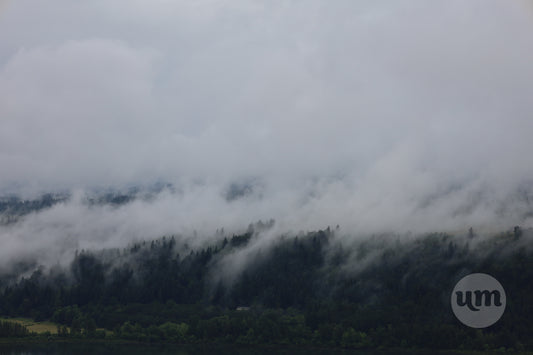Clouds Kissing Pine Trees