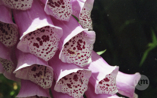 Foxglove in Pink and Black