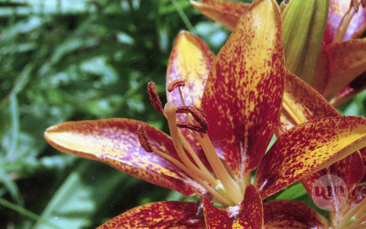 Lily Aflame in the Sun