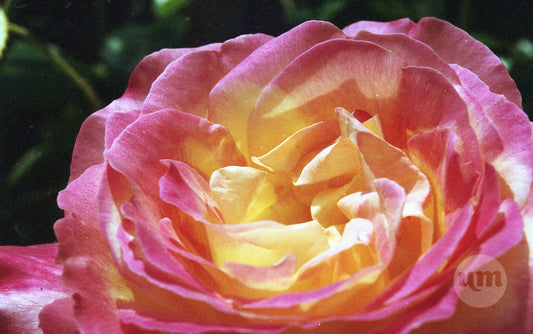 The Velvet Treasure of a Rose