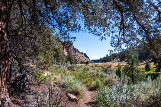 Scenic view of a forested area with trees, bushes, and a clear blue sky.