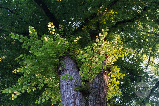 Branching Out
