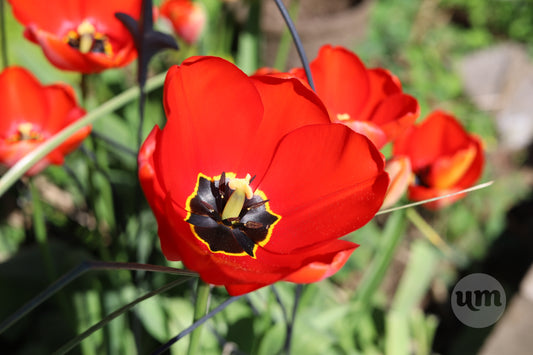 People and Poppies Should All be Free