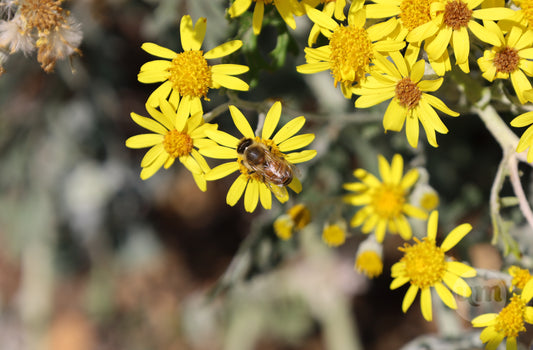 I Am Jealous of the Bee Napping on this Daisy