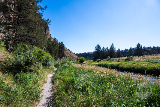 Scenic view of a trail surrounded by greenery and trees under a clear blue sky.