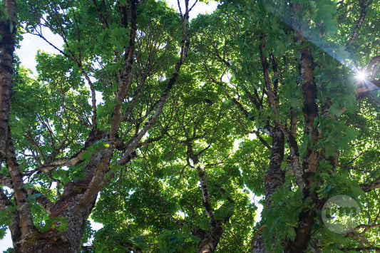 Glimpse of Light