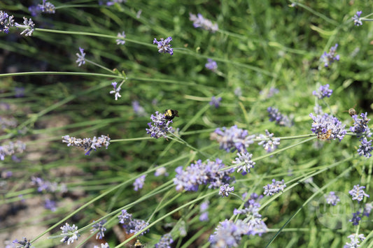 Sweet Little Bumble in the Lavender