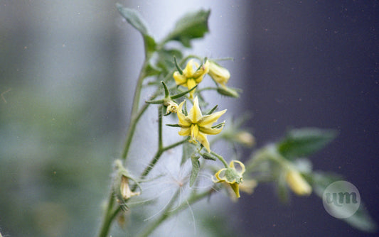 Tomato Flower Loves Dandylion Fluff
