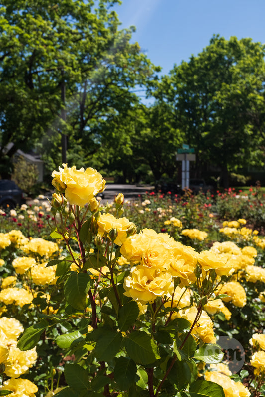 Yellow Roses