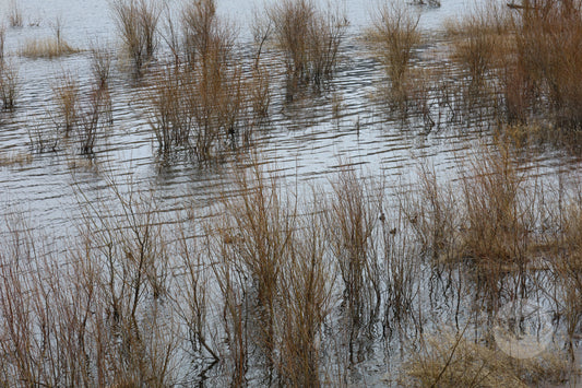 Buffleheads in the Sedge