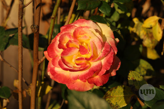 Peace Rose in Golden Hour