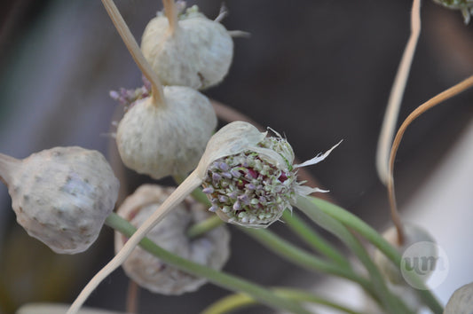 Garlic Going to Seed