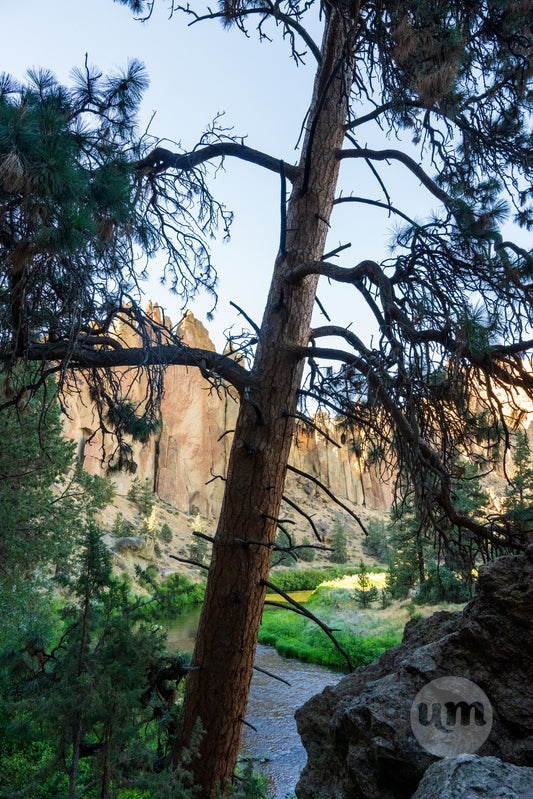 Scenic view of a forest with trees and rocks, featuring a logo in the corner.