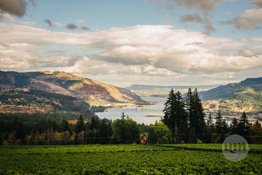 Savage Grace Winery & Vineyard