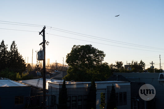 Summer Sunset