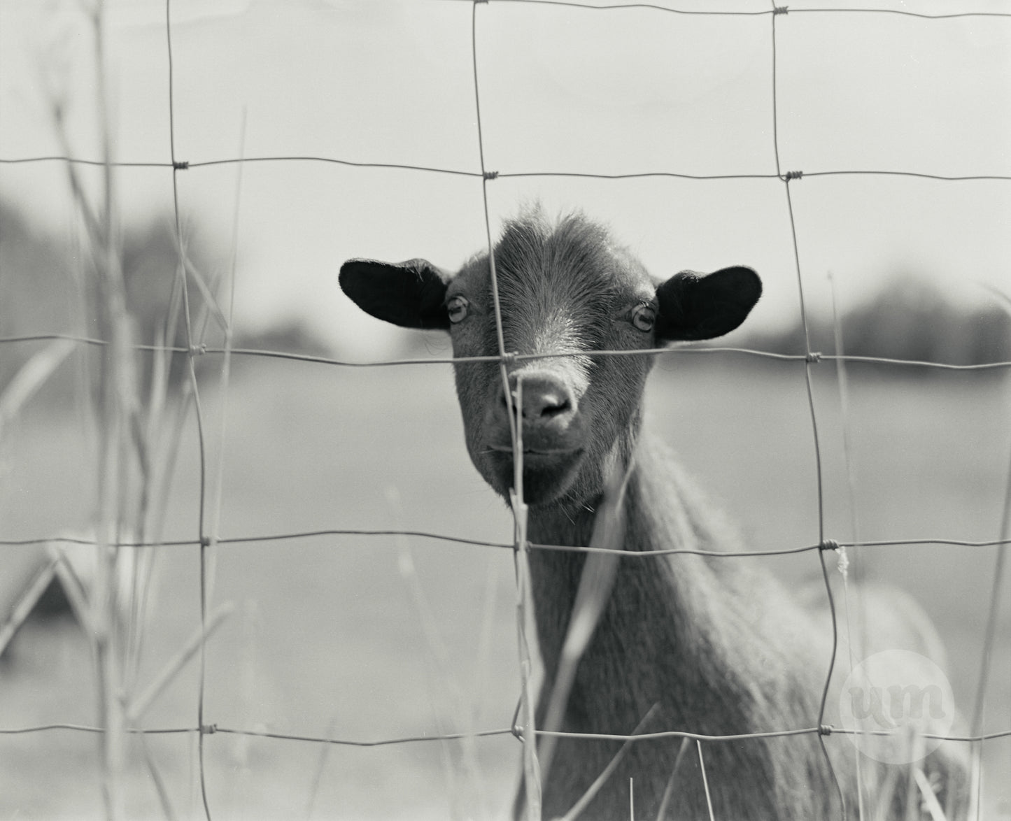 Fenced in