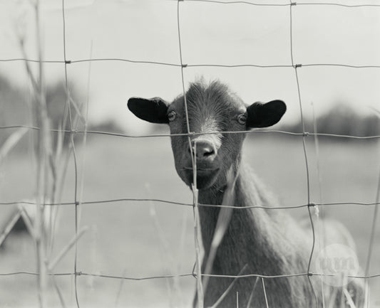 Fenced in